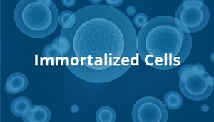 C57小鼠巨噬细胞永生化