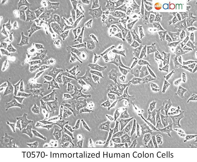 Immortalized Human Colon Cells - 合肥星肽生物科技有限公司