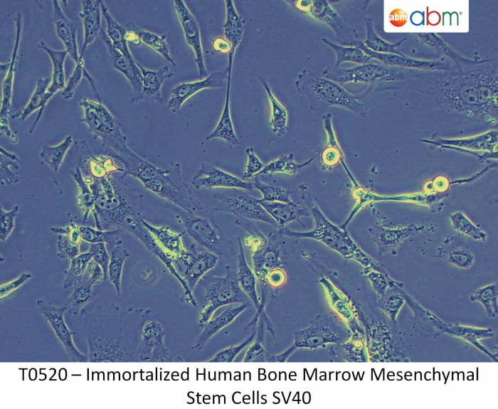 Immortalized Human Bone Marrow Mesenchymal Stem Cells SV40 - 合肥星肽生物科技有限公司