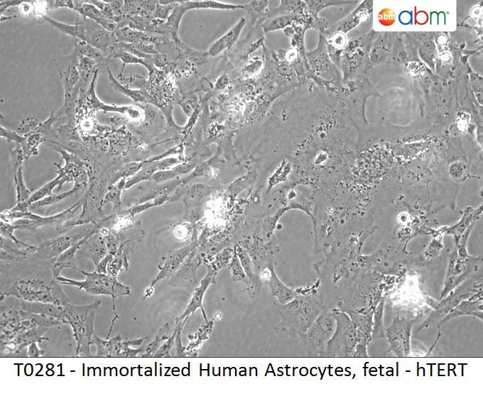 Immortalized Human Astrocytes Fetal Htert