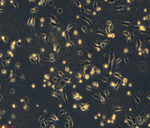 U-251MG/Temozolomide(人神经胶质细胞瘤细胞替莫唑胺耐药株) SYNTHBIO