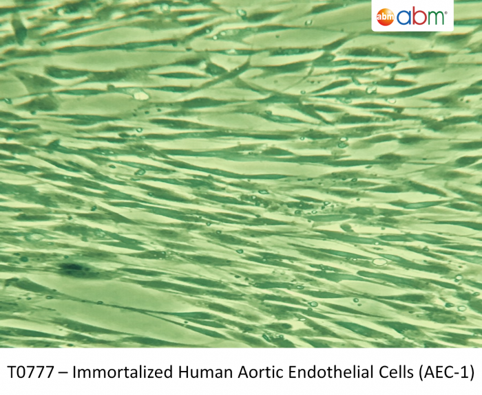 Immortalized Human Aortic Endothelial Cells (AEC-1) - 合肥星肽生物科技有限公司